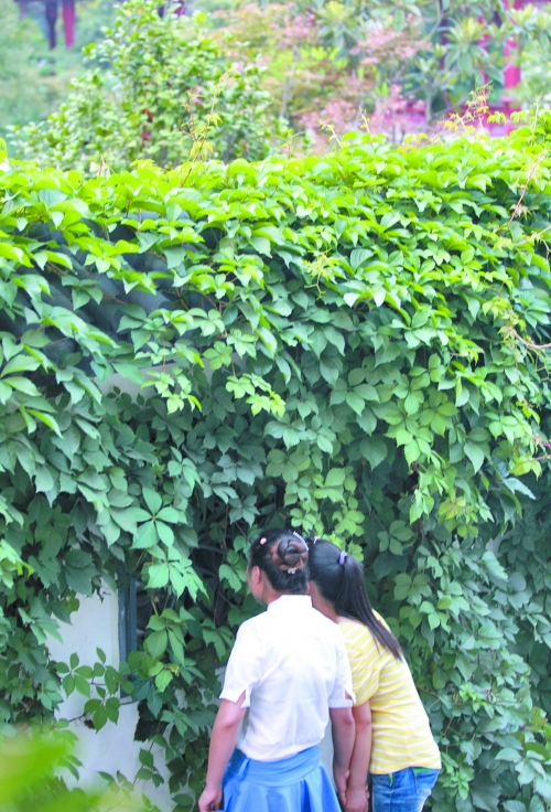 外面的游客正通過(guò)墻上的鏤空的窗，向夢(mèng)溪園內(nèi)觀望。