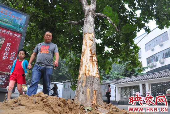 大樹根部翹起，歪向人行道邊。