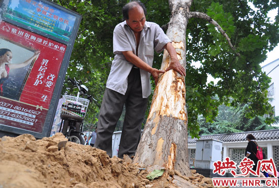 法桐受傷嚴(yán)重，樹皮上還沾著不少玻璃。
