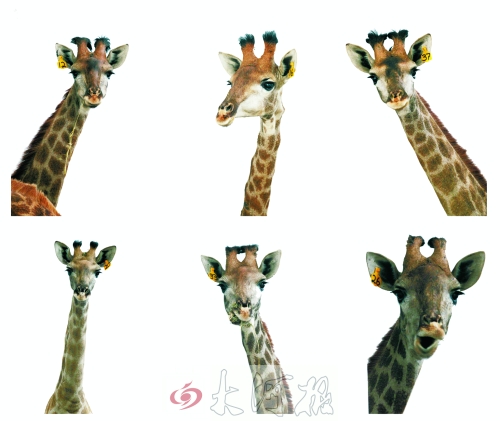 不是我們“高高在上”，只是個(gè)子太高就看看臉吧！