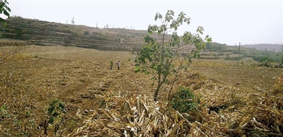 因干旱，農(nóng)田閑置尚未播種小麥