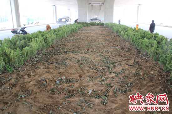 4月17日，當(dāng)記者經(jīng)過(guò)該路段時(shí)，發(fā)現(xiàn)那些“大葉女貞”并沒(méi)有繼續(xù)留在橋下生長(zhǎng)，而是被悄悄移走了。