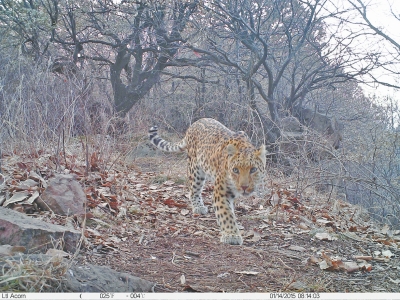 濟源蟒河林場發(fā)現金錢豹 被確認至少存在3只以上 濟源蟒河林場發(fā)現金錢豹 被確認至少存在3只以上