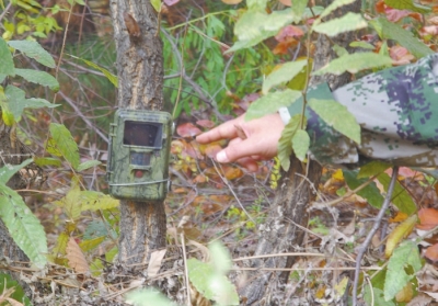 濟源蟒河林場發(fā)現金錢豹 被確認至少存在3只以上 濟源蟒河林場發(fā)現金錢豹 被確認至少存在3只以上