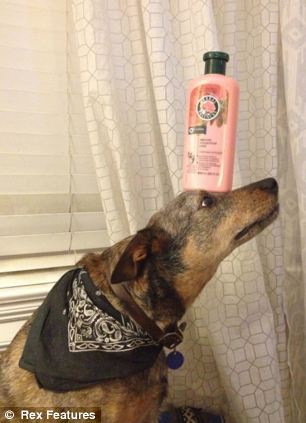 澳大利亞狗狗懷絕技鼻子啥都能頂. 澳大利亞狗狗懷絕技鼻子啥都能頂.