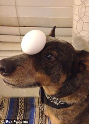 澳大利亞狗狗懷絕技鼻子啥都能頂. 澳大利亞狗狗懷絕技鼻子啥都能頂.