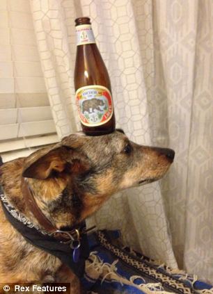 澳大利亞狗狗懷絕技鼻子啥都能頂 澳大利亞狗狗懷絕技鼻子啥都能頂