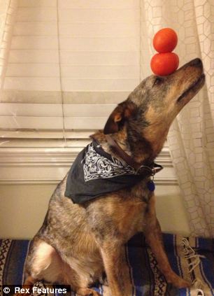 澳大利亞狗狗懷絕技鼻子啥都能頂 澳大利亞狗狗懷絕技鼻子啥都能頂