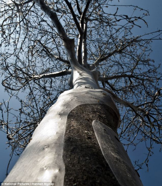 英街區(qū)遭毛蟲"入侵"