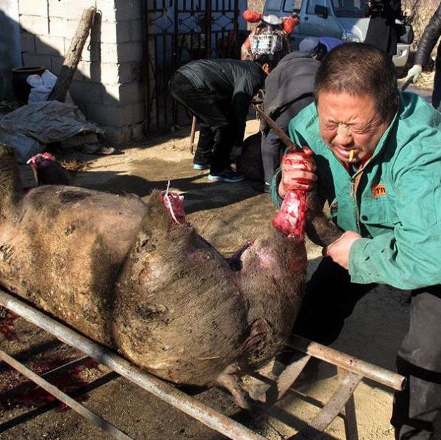 養(yǎng)豬場失火生豬變烤豬