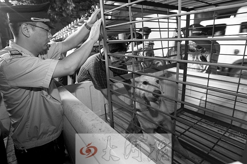 相關(guān)部門將加強(qiáng)管理，今年12月起烈性犬一律沒收。 （資料圖）