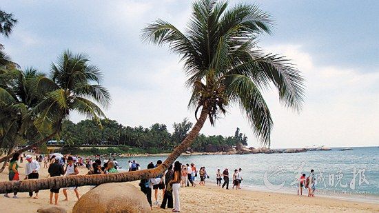 三亞的椰林樹(shù)影 劉星彤 攝