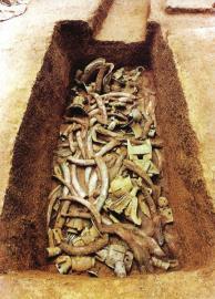 　　1月15日,青關(guān)山發(fā)掘出的大量象牙。攝影張磊　