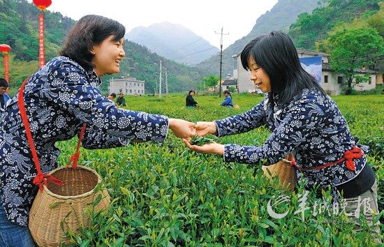 　　名茶六安瓜片原產(chǎn)地,游客身穿采茶女服裝在茶園體驗(yàn)采摘新茶的樂趣。