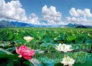 爸爸去哪兒？親密接觸荷花仙子