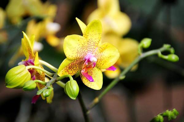 過年7天樂，老家河南春節(jié)享樂全攻略