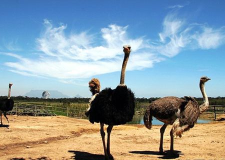 春節(jié)去哪兒？出游地圖告訴您！