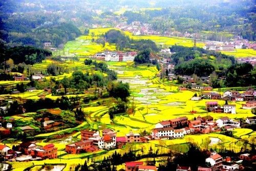 盤點(diǎn)全國(guó)13處絕美的油菜花觀賞地