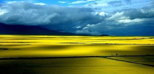 盤點(diǎn)全國(guó)13處絕美的油菜花觀賞地