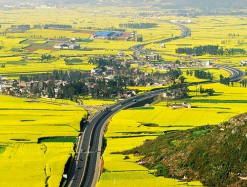 如何拍攝油菜花？達(dá)人教你7個(gè)拍攝技巧