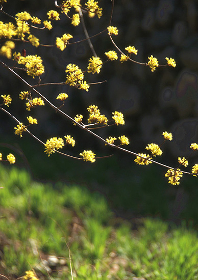 有一種呼喚，叫春天里的蟒河！