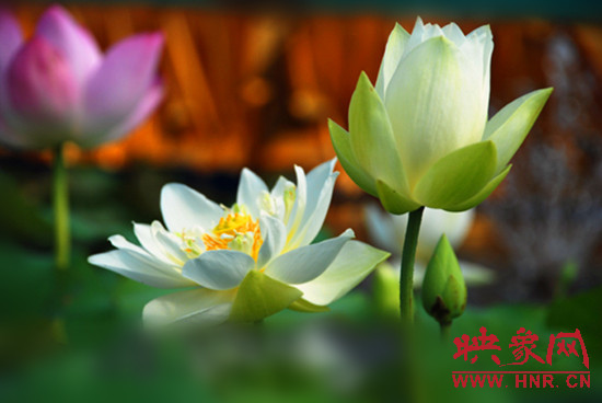 7月5日,第七屆淮陽荷花節(jié)將于7月8日正式拉開序幕。