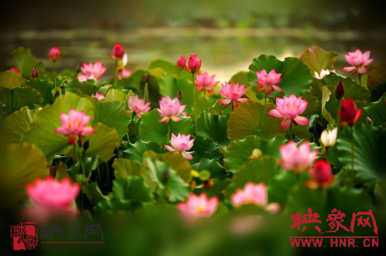 7月5日,第七屆淮陽荷花節(jié)將于7月8日正式拉開序幕。
