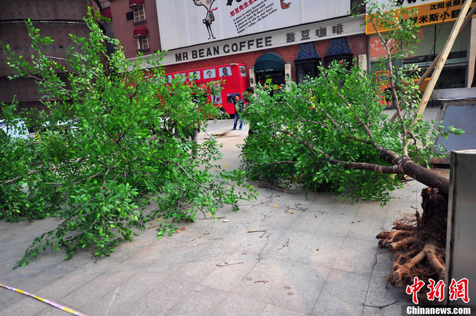 我和我的小伙伴們都驚呆了！沈陽(yáng)真樹(shù)"種"上假樹(shù)葉