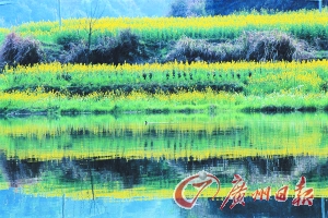 　　江嶺梯田落差不大,但有花有水。