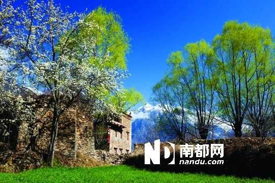　　三月里,川西北的梨花盛放,寨子、碉樓、梨花……構(gòu)成最美的丹巴風(fēng)光。