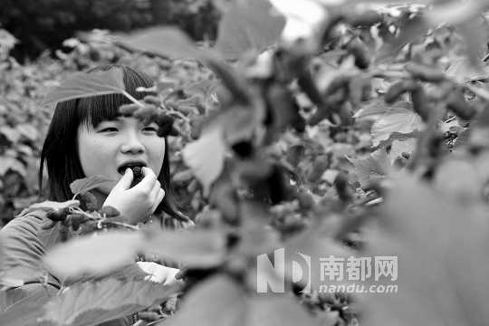 　　　　寶桑園桑葚已成熟,“五一”假期前都是吃桑葚的季節(jié)。南都記者 李向新 攝