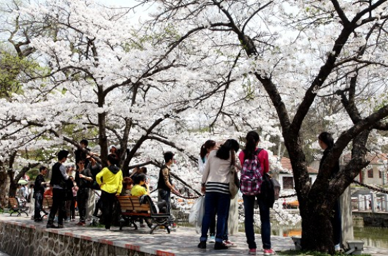 雞公山賞櫻花人流如潮