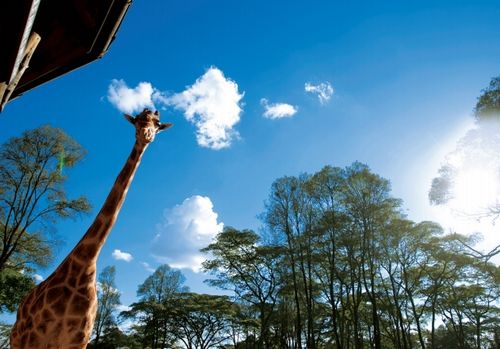 溫文爾雅的長(zhǎng)頸鹿