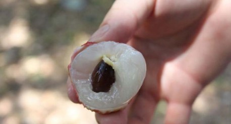 　　這就是傳說中的瓤肉瑩白如冰雪,漿液甘酸如醴酪。大家一下就摘了半筐。