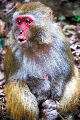 　　金鞭溪四周也是野猴的聚集地。