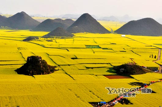 　　說到羅平, 無人不知,只因那有全國面積最大的油菜花田。(圖片來源:CFP)
