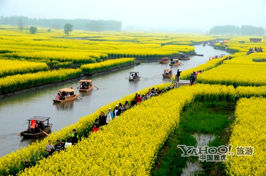 　　興化的油菜花最讓人心醉,因?yàn)闆]有一個(gè)地方能把油菜花和水景結(jié)合得如此到位。(圖片來源:CFP)