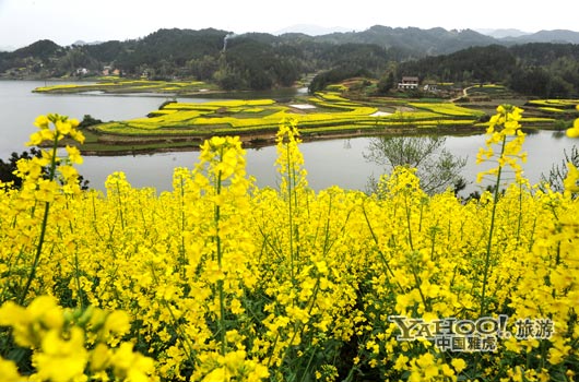 　　成片的油菜花同時(shí)開放,置身于其中,會(huì)感受到色彩給人的震撼和陶醉。(圖片來源:CFP)