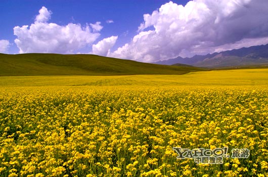 　　青海門源的油菜花景色甚為壯觀,十足的西部風(fēng)味。(圖片來源:CFP)