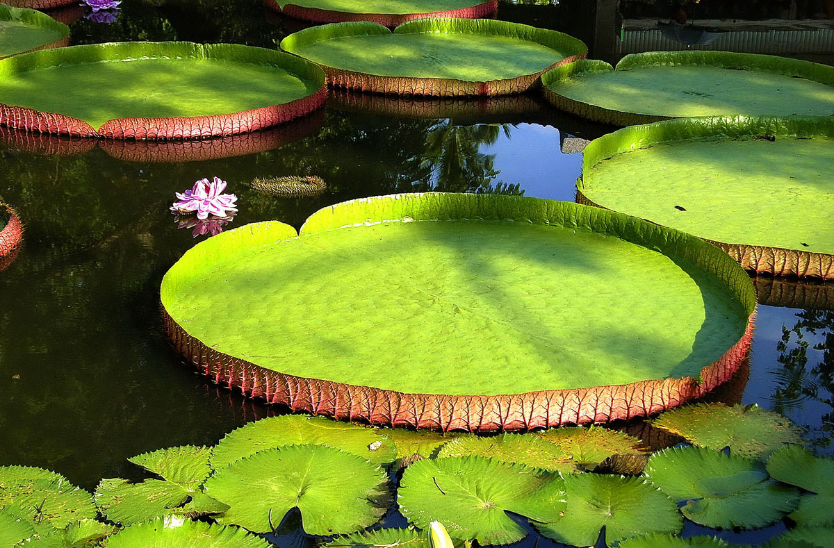 鄭州紫荊山公園王蓮開(kāi)花了 鄭州紫荊山公園王蓮開(kāi)花了