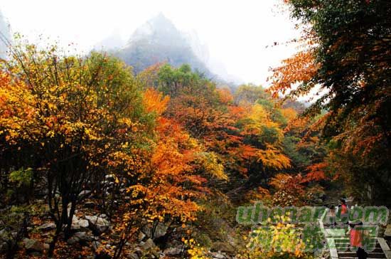 深秋去堯山賞紅葉、泡溫泉、拜大佛