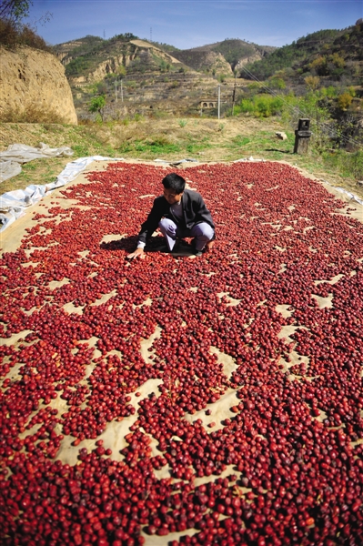 黃老漢家窯洞頂上鋪著一層紅棗,這也是他做黃饃饃的餡料。
