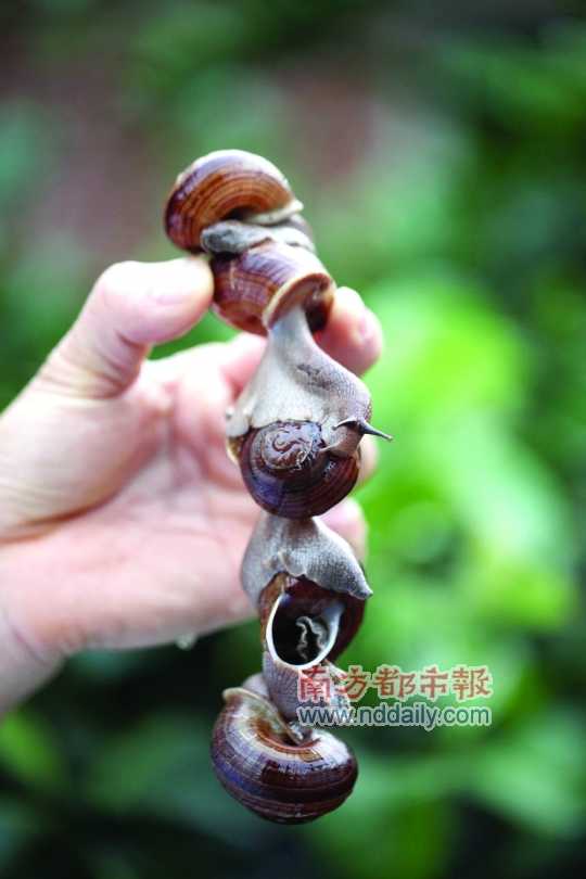 廣西的野生蝸牛追求原汁原味，做法也非常精簡。