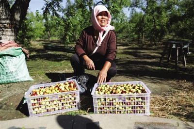 黃驊冬棗與梭子蟹齊名，但很多外地人并不知道它的好。