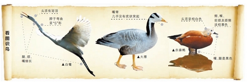 候鳥遷徙引市民關(guān)注 網(wǎng)友:保護(hù)鳥類要先了解它們 候鳥遷徙引市民關(guān)注 網(wǎng)友:保護(hù)鳥類要先了解它們