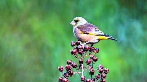 候鳥遷徙引市民關(guān)注 網(wǎng)友:保護(hù)鳥類要先了解它們 候鳥遷徙引市民關(guān)注 網(wǎng)友:保護(hù)鳥類要先了解它們