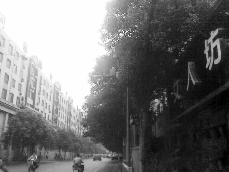 　　樹木枝繁葉茂，幾乎完全擋住紅綠燈 網(wǎng)友供圖