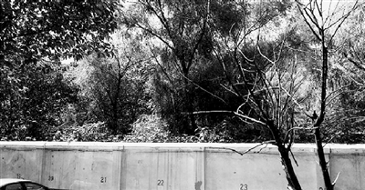 家長(zhǎng)們熱切盼望的天明路小學(xué)規(guī)劃地，就在這個(gè)郁郁蔥蔥的院里