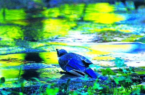 昨天，離三伏結(jié)束還有5天，鄭州、洛陽拉響“紅色警報”