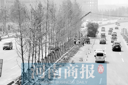 　西三環(huán)化工路，工人正在車道中間種植銀杏樹